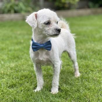 Tiny Tim -  Miniature Poodle and Maltese Dog for Adoption in Las Vegas, Nevada - Tiny Tim | PetCurious