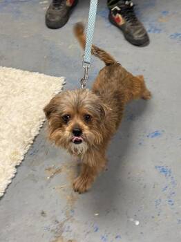 Terrier and Shih Tzu Dogs Available for Adoption - Brownie | PetCurious