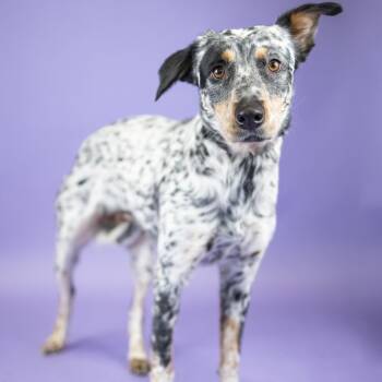Isla -  Mixed Breed Dog for Adoption in Portland, Oregon - Isla | PetCurious