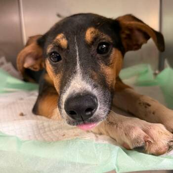 Isolde -  Mixed Breed Dog for Adoption in Charleston, West Virginia - Isolde | PetCurious