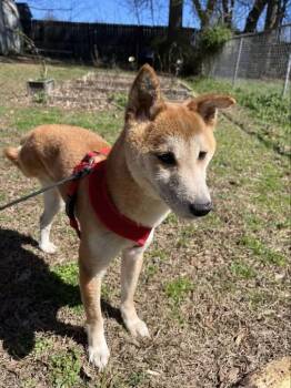 Shiba Inu Dogs Available for Adoption in Murray, Kentucky - Finn | PetCurious