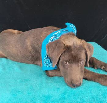 Chocolate Labrador Retriever Dogs Available for Adoption in Mount Laurel Township, New Jersey - Edison | PetCurious