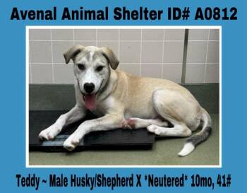 Rescue Husky and Shepherd Dogs for Adoption in Avenal, California - Teddy | PetCurious