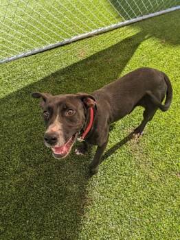 Rescue Mixed Breed Dogs for Adoption in Louisburg, North Carolina - Cali | PetCurious