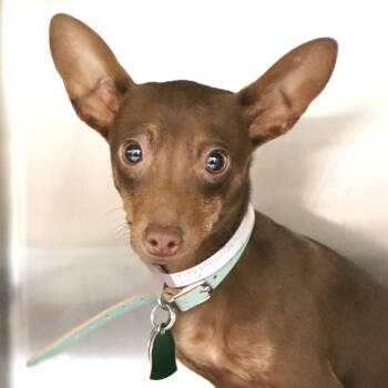 Rescue Mixed Breed Dogs for Adoption in Port Washington, New York - Gio | PetCurious