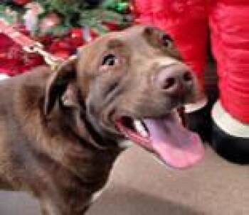 Rescue Chocolate Labrador Retriever Dogs for Adoption in Commerce, Texas - Lady | PetCurious