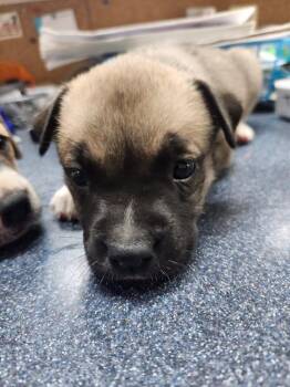 Elastigirl -  Shepherd and Mixed Breed Dog for Adoption in Brownwood, Texas - Elastigirl | PetCurious