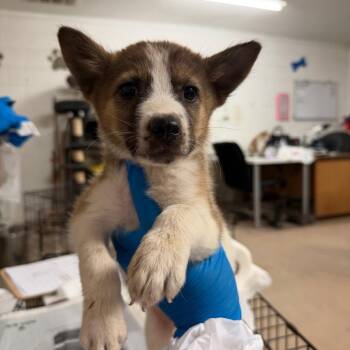 Garlic -  Shepherd and Mixed Breed Dog for Adoption in Edinburg, Texas - Garlic | PetCurious