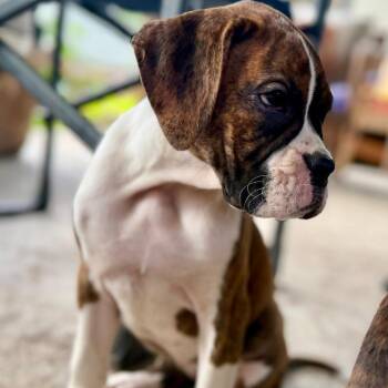 Aphrodite -  Boxer Dog for Adoption in Woodinville, Washington - Aphrodite | PetCurious