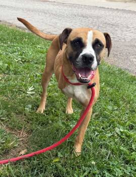 Benji -  Boxer Dog for Adoption in Springfield, Illinois - Benji | PetCurious