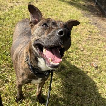 Biscuit -  German Shepherd Dog Dog for Adoption in Pearland, Texas - Biscuit | PetCurious
