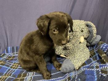 Labrador Retriever and Mixed Breed Dogs Available for Adoption in Modesto, California - A609229 | PetCurious