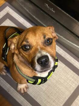 Rescue Pit Bull Terrier Dogs for Adoption in Ocean Township, New Jersey - Gwennie - Gorgeous Girl! | PetCurious