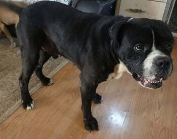 Nash -  Boxer Dog for Adoption in Youngsville, North Carolina - Nash | PetCurious