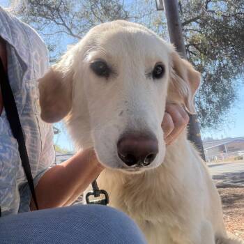 KAILEE -  Great Pyrenees and Mixed Breed Dog for Adoption in Richmond, California - KAILEE | PetCurious