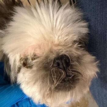 Snowflake -  Shih Tzu Dog for Adoption in Edinburg, Texas - Snowflake | PetCurious