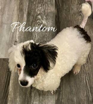 Phantom -  Poodle Dog for Adoption - Phantom | PetCurious