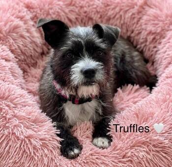 Truffles -  Terrier Dog for Adoption in Rockwall, Texas - Truffles | PetCurious