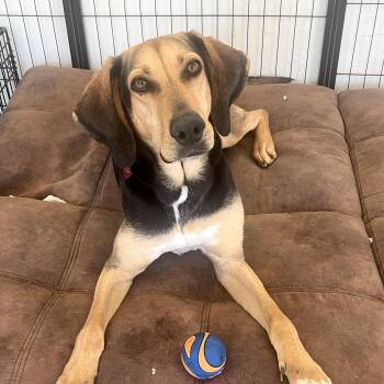 Cassie -  Treeing Walker Coonhound and English Foxhound Dog for Adoption in Pleasanton, California - Cassie | PetCurious