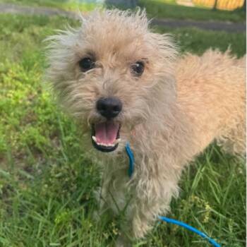Darla -  Terrier and Mixed Breed Dog for Adoption in Hamden, Connecticut - Darla | PetCurious