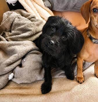 Rolex -  Terrier Dog for Adoption in Uxbridge, Massachusetts - Rolex | PetCurious