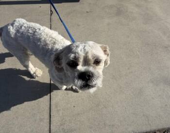 STRUDLE -  Shih Tzu and Mixed Breed Dog for Adoption in San Bernardino, California - STRUDLE | PetCurious