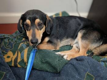 Dachshund and Beagle Dogs Available for Adoption in Plain City, Ohio - Randy | PetCurious