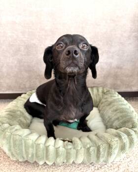 Bikini -  Miniature Dachshund Dog for Adoption in New York, New York - Bikini | PetCurious