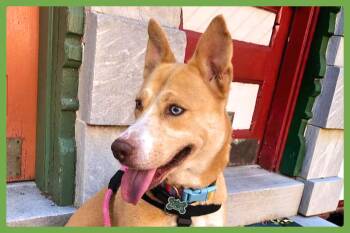 Stella -  Siberian Husky and Shepherd Dog for Adoption in Amherst, Massachusetts - Stella | PetCurious