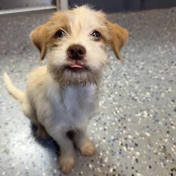 TUSC-Stray-85195 -  Terrier and Mixed Breed Dog for Adoption in Tuscaloosa, Alabama - TUSC-Stray-85195 | PetCurious