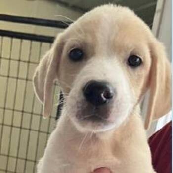 Katherine *available off-site 10/4 -  Collie and Labrador Retriever Dog for Adoption in Briarcliff Manor, New York - Katherine *available Off-site 10/4 | PetCurious