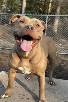 Pit Bull Terrier Dogs Available for Adoption - Tipsy | PetCurious