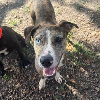 Catahoula Leopard Dog Dogs Available for Adoption - Nebula GCH | PetCurious