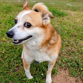 Cardigan Welsh Corgi and Chihuahua Dogs Available for Adoption - Luna Crumb | PetCurious
