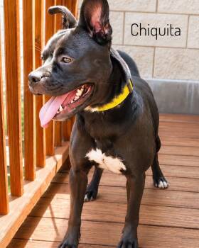 Chiquita -  Mixed Breed Dog for Adoption in Slidell, Louisiana - Chiquita | PetCurious