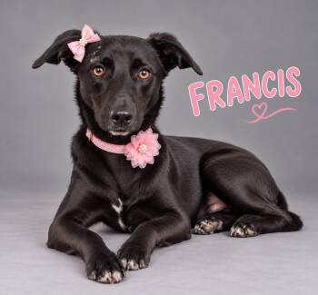 Francis -  Labrador Retriever and Australian Kelpie Dog for Adoption in Lucas, Texas - Francis | PetCurious