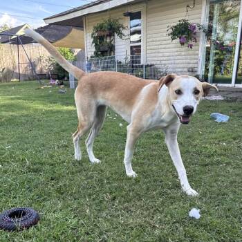 Rescue Labrador Retriever and Pointer Dogs for Adoption in New Orleans, Louisiana - Doralee | PetCurious