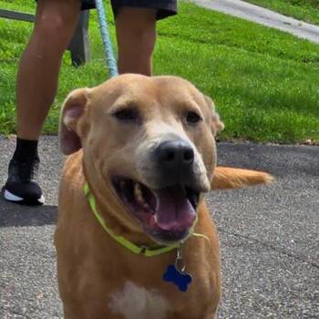 Kane -  Labrador Retriever Dog for Adoption in Milledgeville, Georgia - Kane | PetCurious