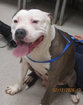 Pit Bull Terrier Dogs Available for Adoption - Sigg(878) | PetCurious