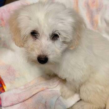 Taylor -  Shih Poo Dog for Adoption in Plano, Texas - Taylor | PetCurious