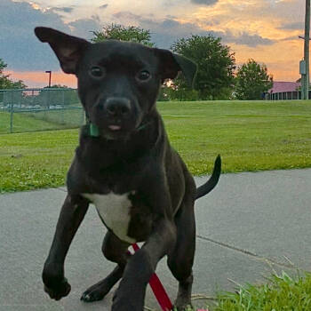 Rescue Black Labrador Retriever Dogs for Adoption in New Orleans, Louisiana - Finn Noodlebug | PetCurious