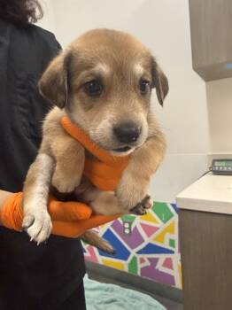 CAPTAIN MARVEL -  German Shepherd Dog Dog for Adoption in Baytown, Texas - CAPTAIN MARVEL | PetCurious