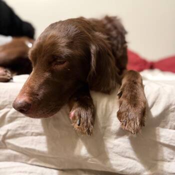 Flat Coated Retriever and Mixed Breed Dogs Available for Adoption - Sadie | PetCurious