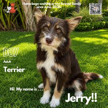 Jerry -  Terrier Dog for Adoption in Westminster, California - Jerry | PetCurious