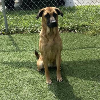 Duffy -  Shepherd Dog for Adoption in Batavia, Ohio - Duffy | PetCurious