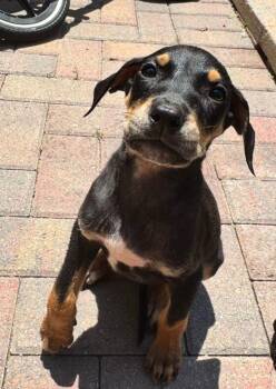 Chip -  Hound Dog for Adoption in Plain City, Ohio - Chip | PetCurious