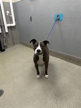 Rescue Pit Bull Terrier Dogs for Adoption in Las Vegas, Nevada - STELLA | PetCurious