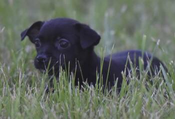 Tamsin -  Chihuahua Dog for Adoption in Mechanicsburg, Pennsylvania - Tamsin | PetCurious