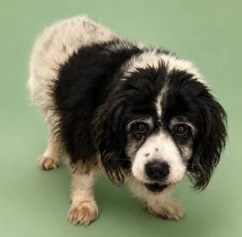 Butters 1172-26 -  Collie and Mixed Breed Dog for Adoption in Cumming, Georgia - Butters 1172-26 | PetCurious