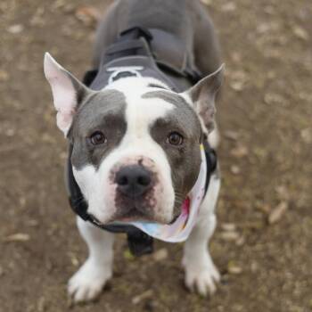 American Bulldog Dogs Available for Adoption - SLIM JIM | PetCurious